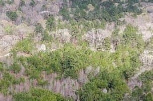 2.14 acres in Texas County featured view