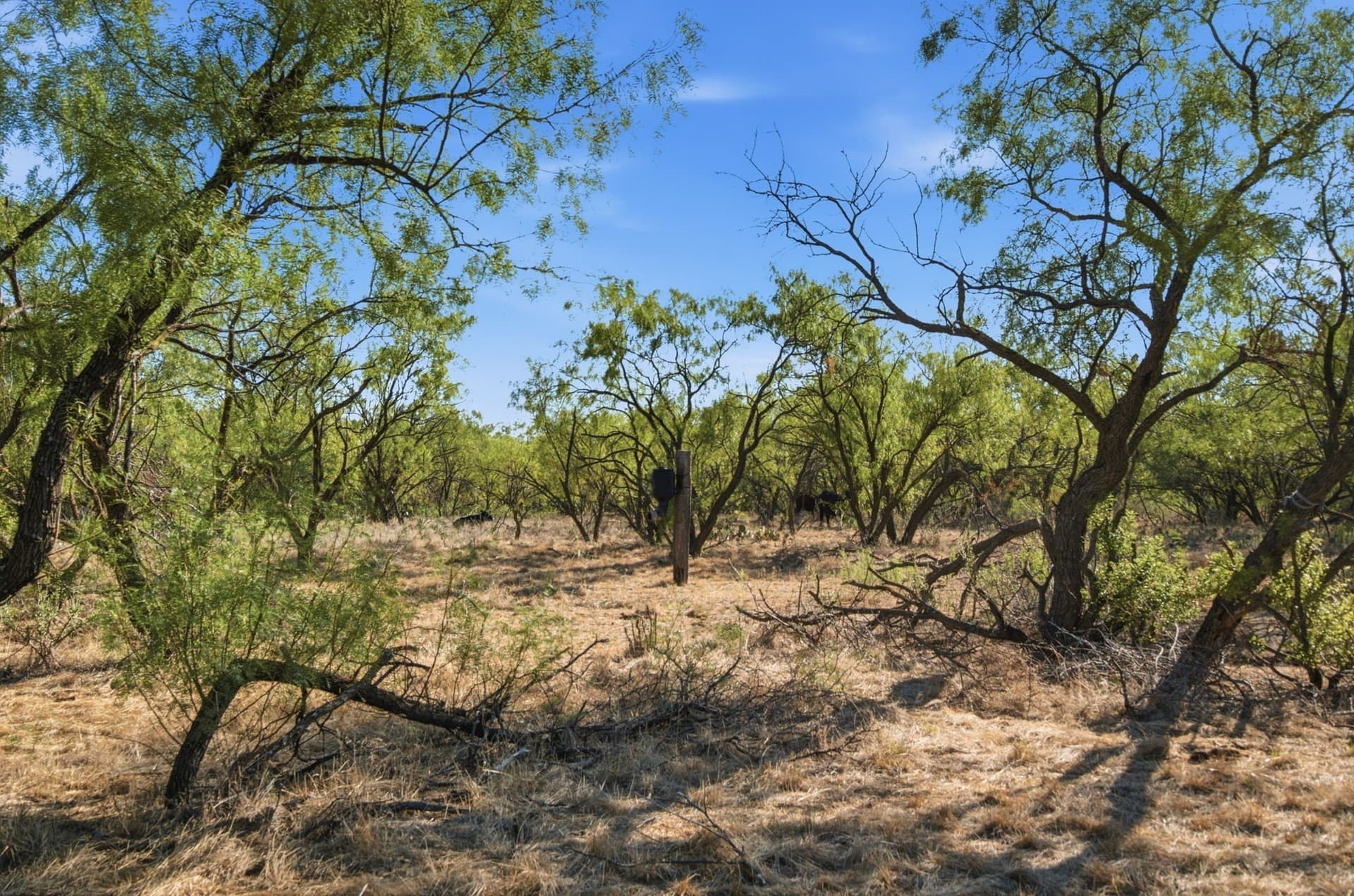 152.3 acres in Throckmorton County - photo 17