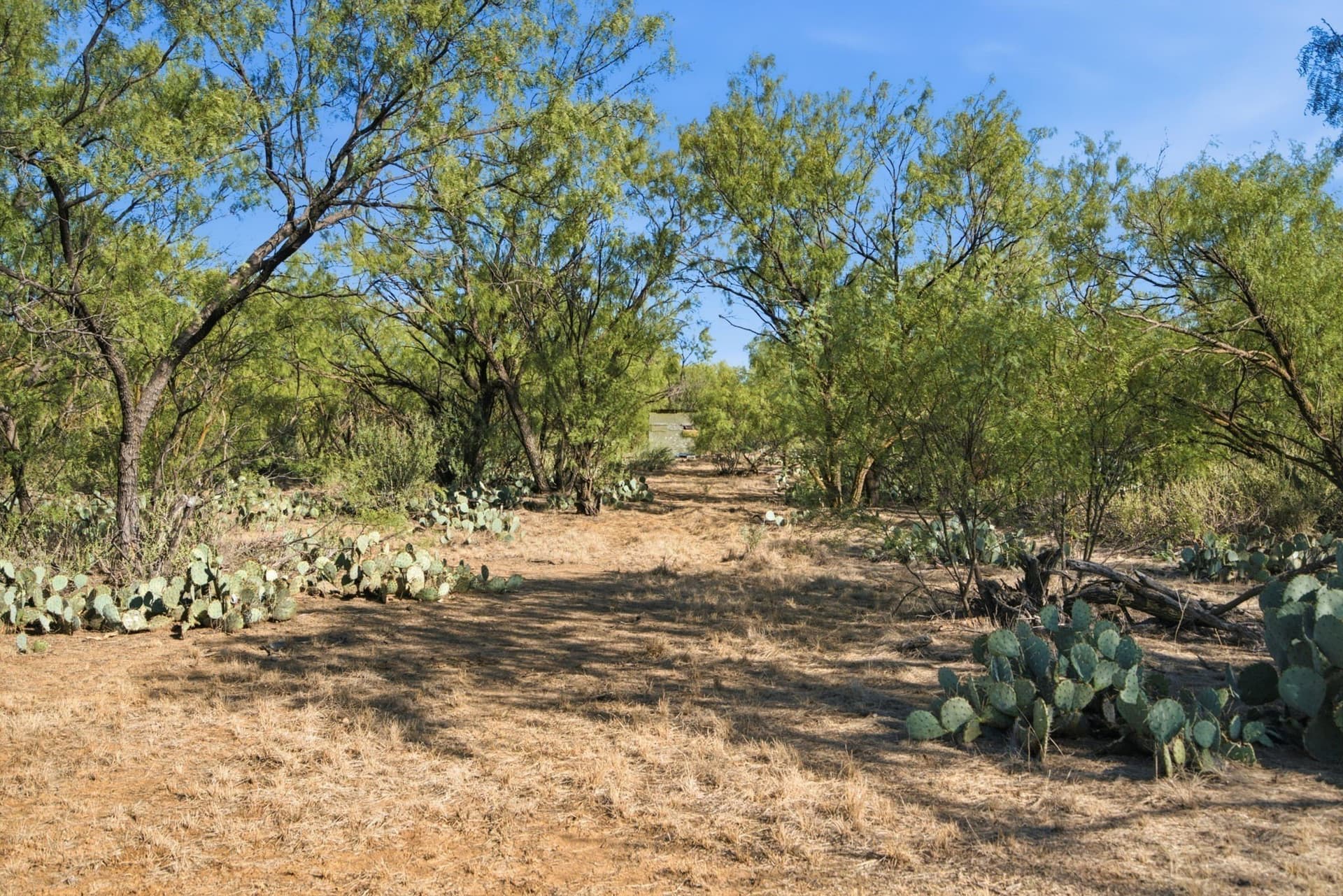 152.3 acres in Throckmorton County - photo 18