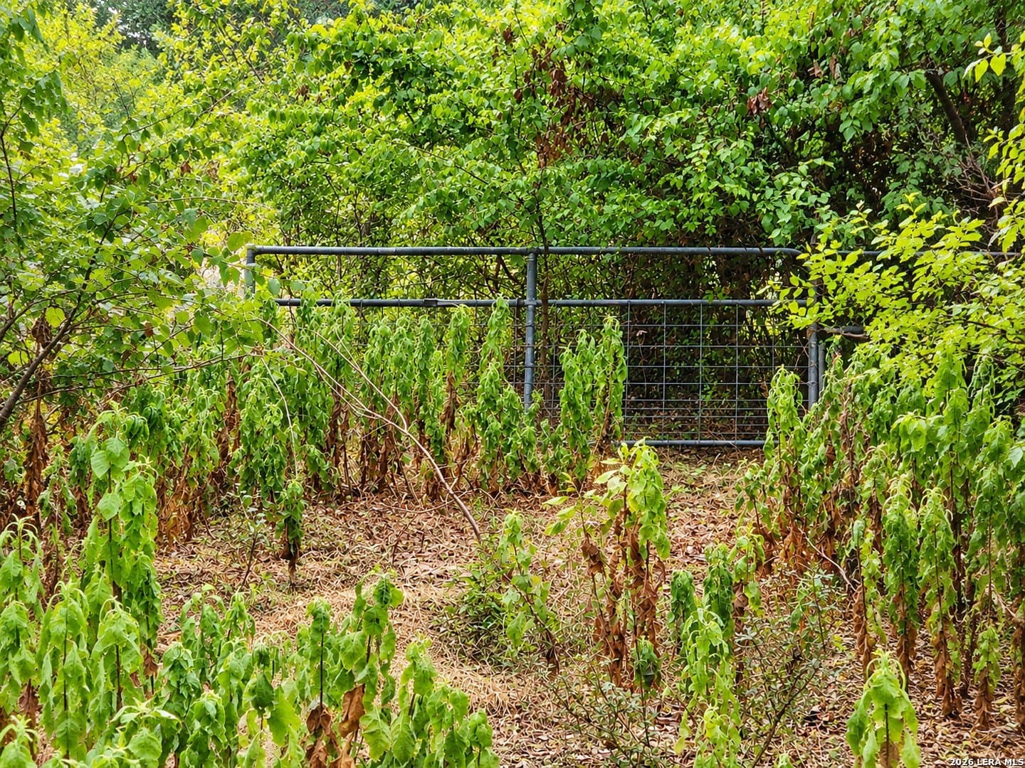 1.9 acres in Bexar County - photo 5