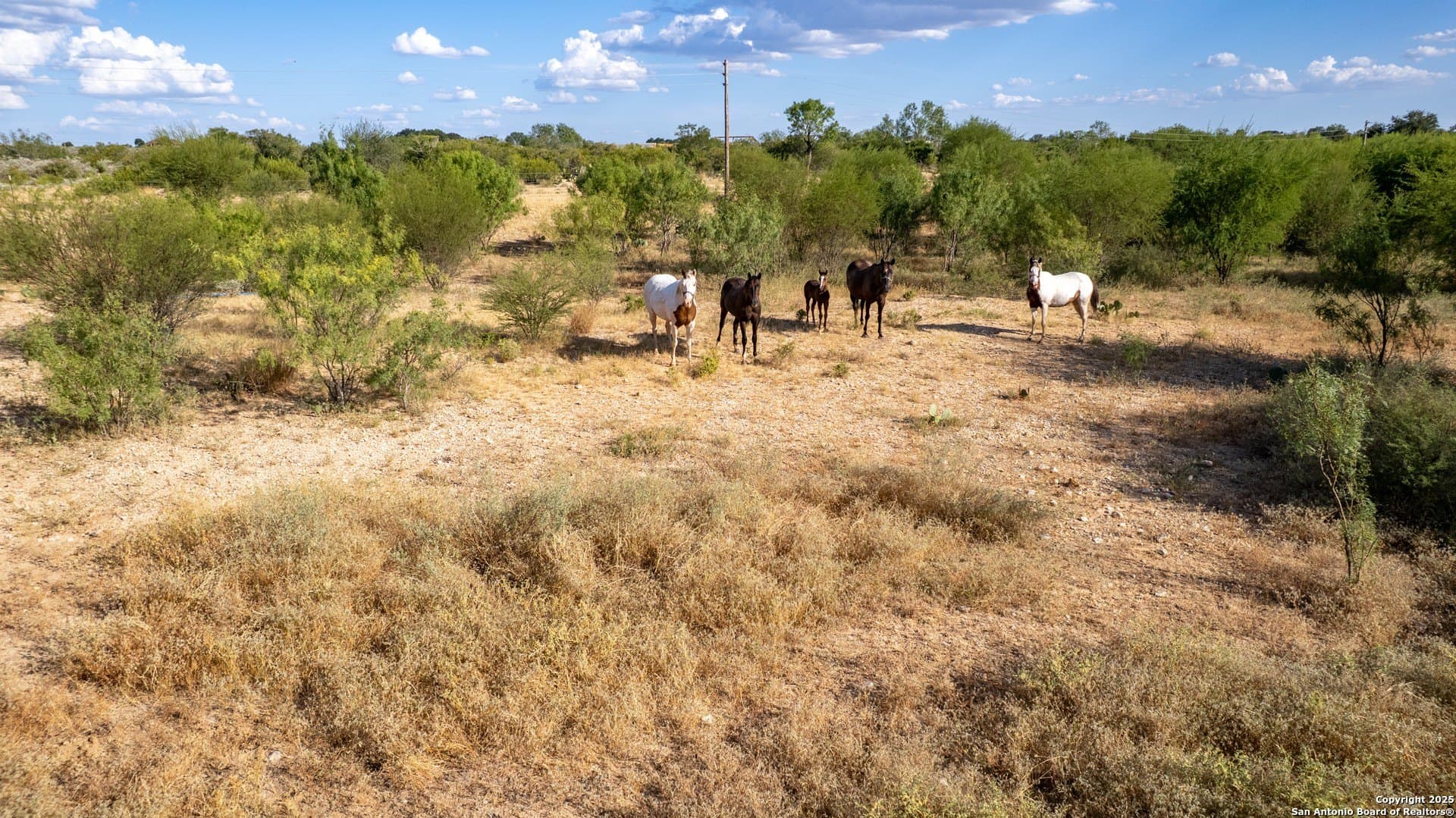 27.5 acres in Uvalde County - photo 15