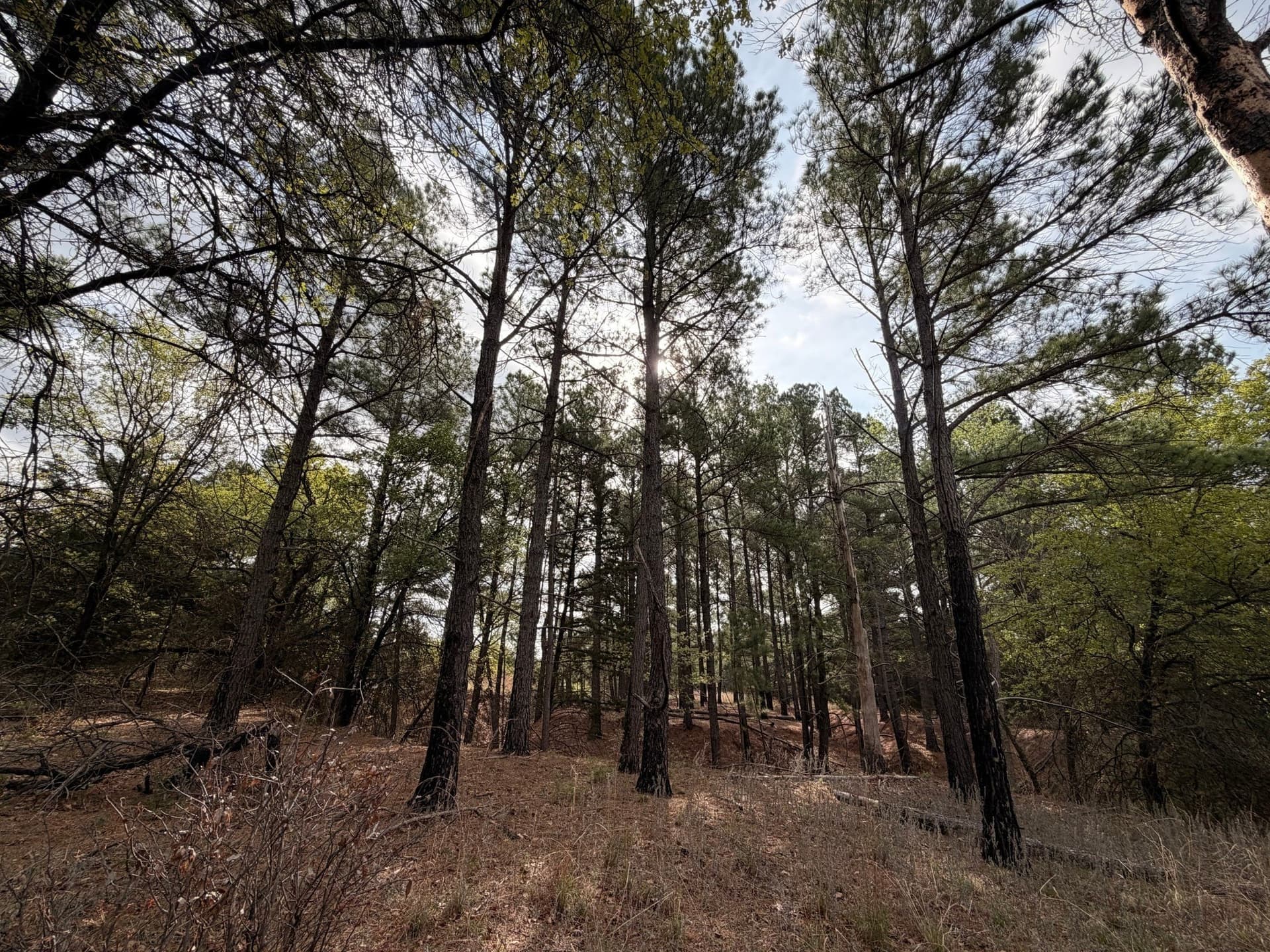 126.49 acres in Wise County - photo 14