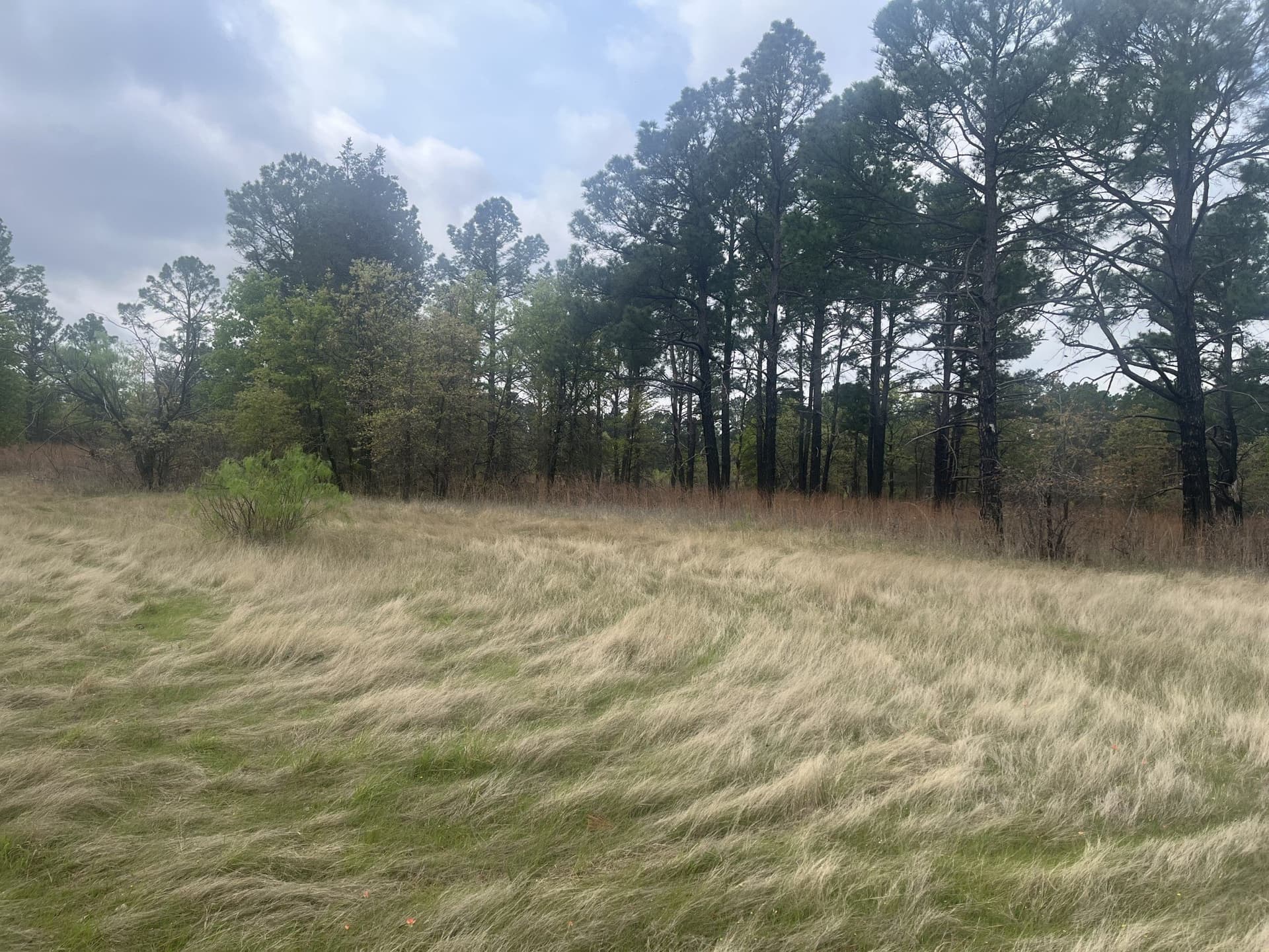 126.49 acres in Wise County - photo 22