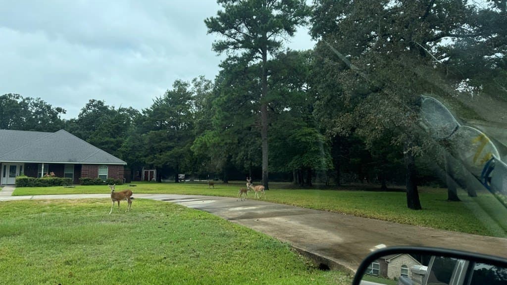 0.42 acres in Henderson County gallery image 2