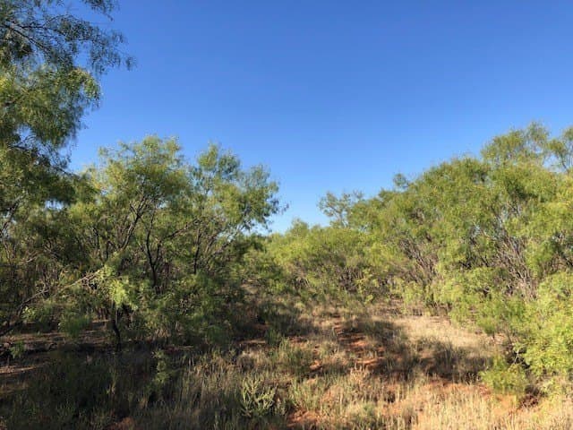 202 acres in Fisher County - photo 6
