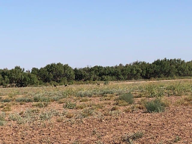 202 acres in Fisher County - photo 13