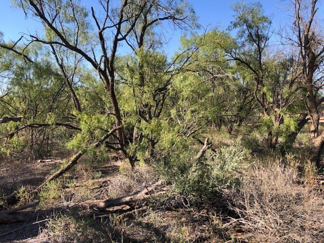 202 acres in Fisher County - photo 8