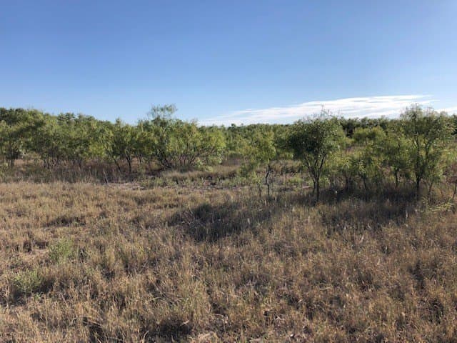 202 acres in Fisher County - photo 10