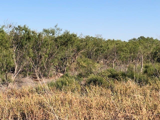 202 acres in Fisher County - photo 12