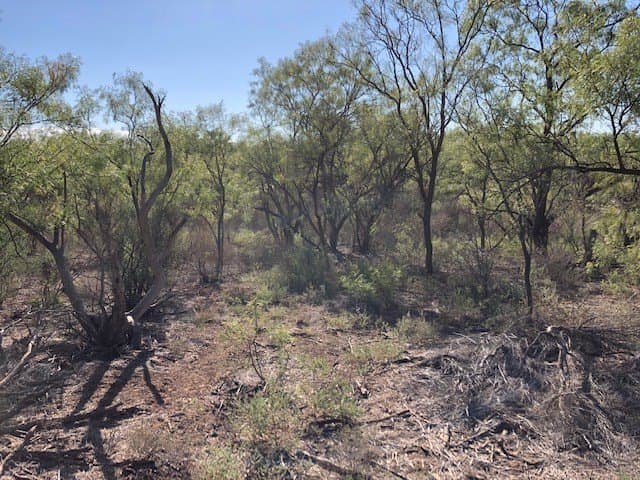 202 acres in Fisher County - photo 7