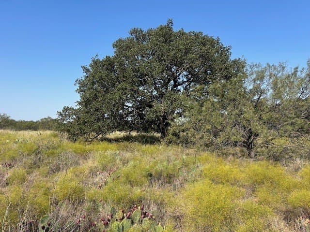 300 acres in San Saba County - photo 6