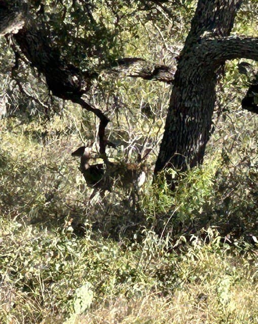 300 acres in San Saba County - photo 17