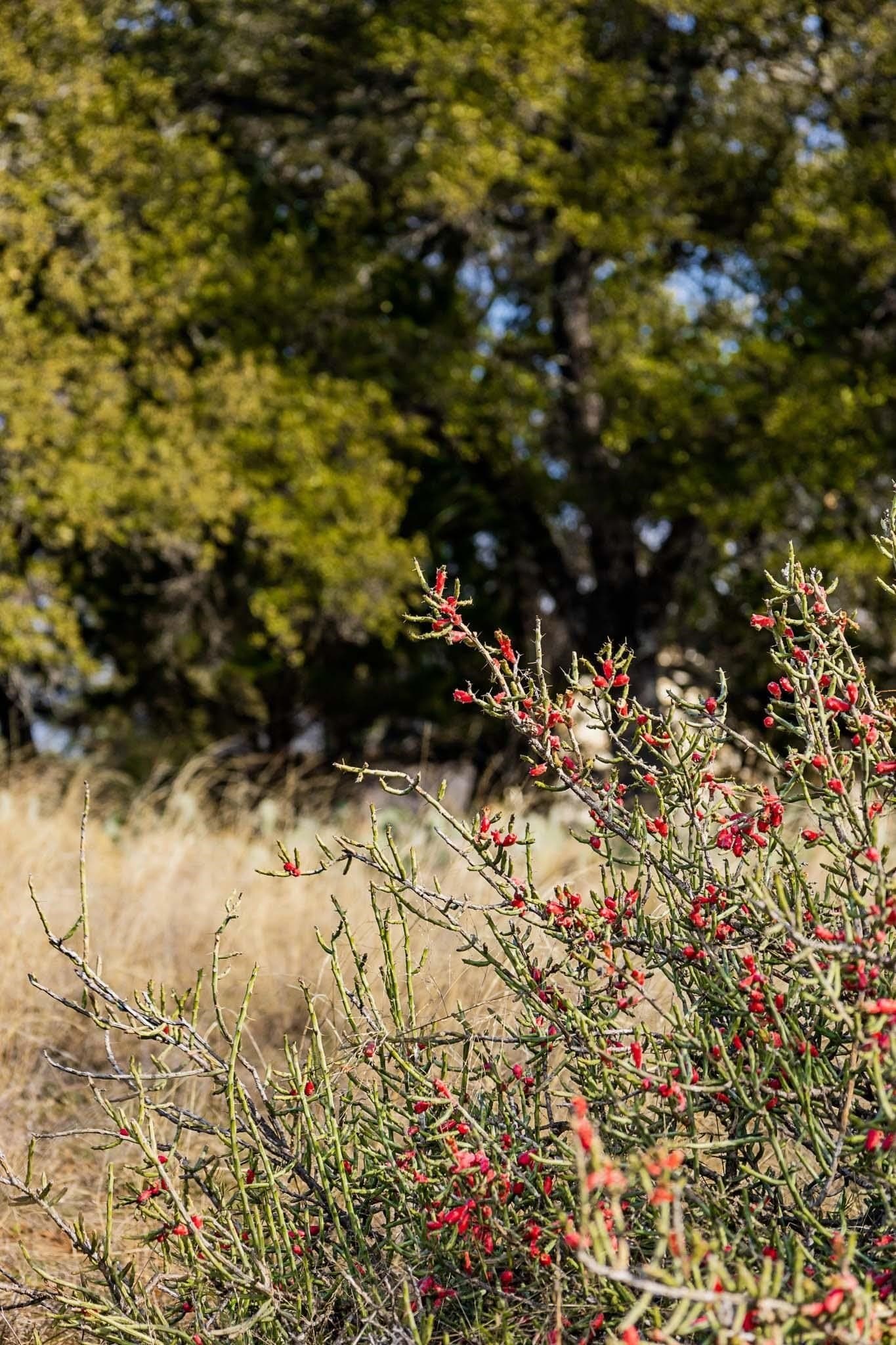 1.33 acres in Burnet County - photo 25