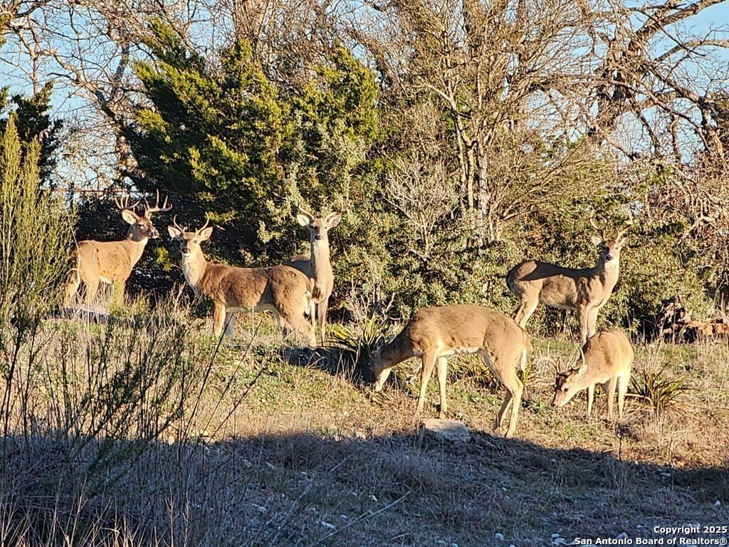 27.11 acres in Gillespie County - photo 68