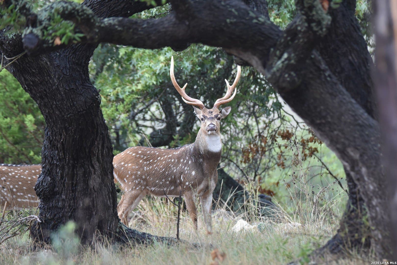 27.11 acres in Gillespie County - photo 73