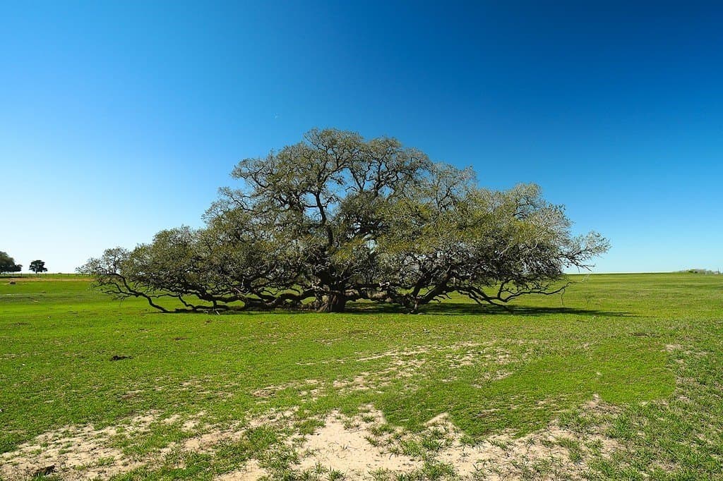81.44 acres in Lavaca County - photo 21