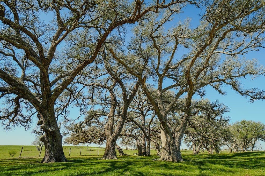 81.44 acres in Lavaca County - photo 20