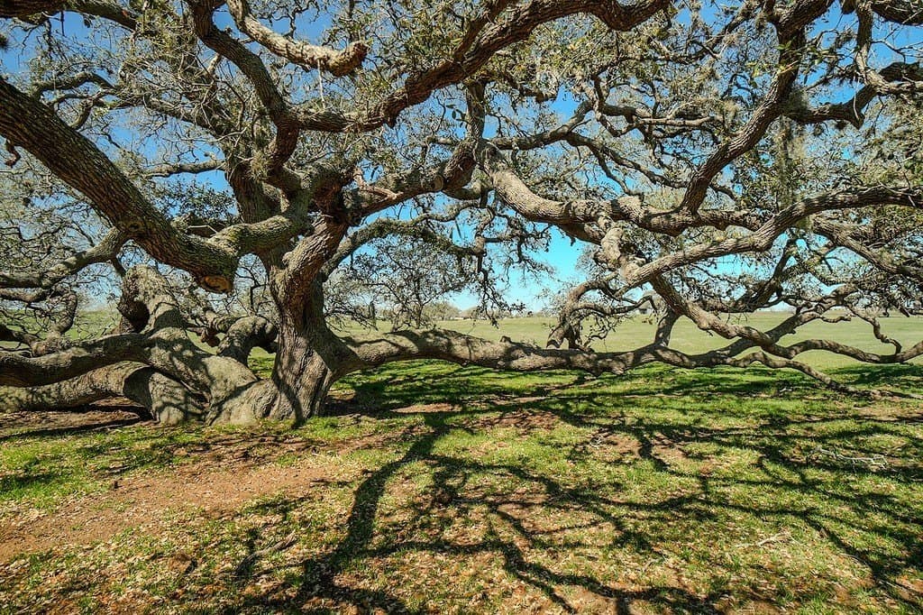 81.44 acres in Lavaca County - photo 22
