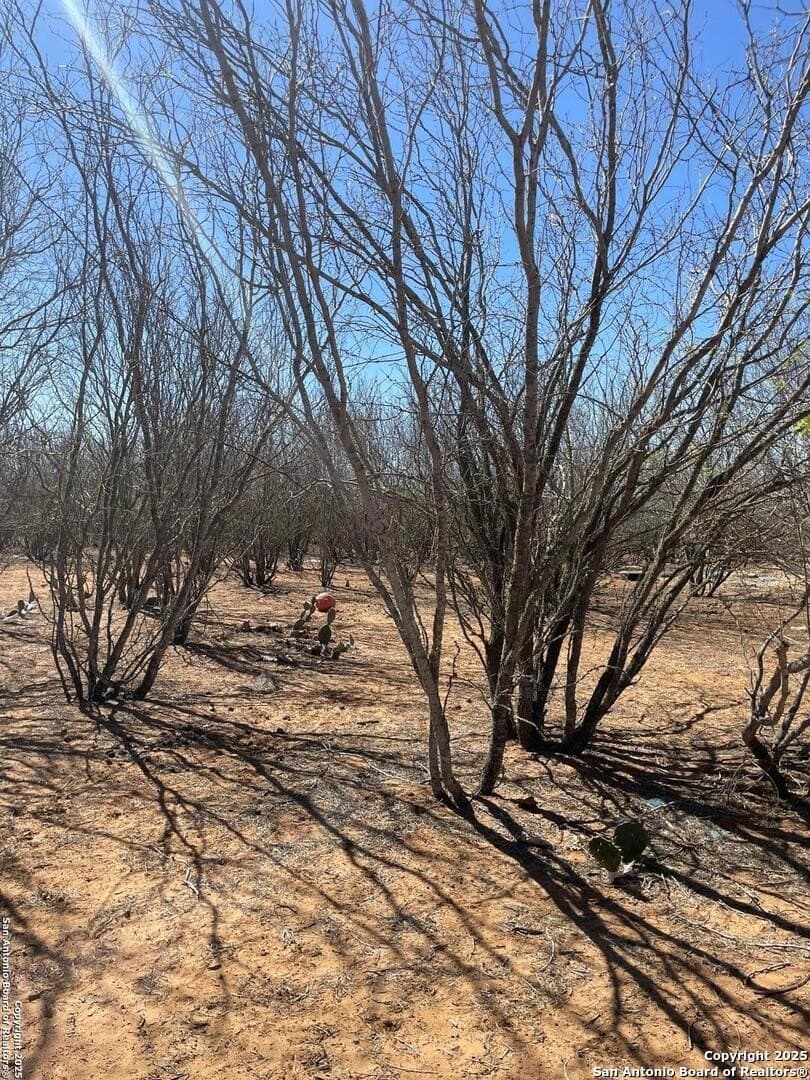 14.76 acres in Atascosa County gallery image 3