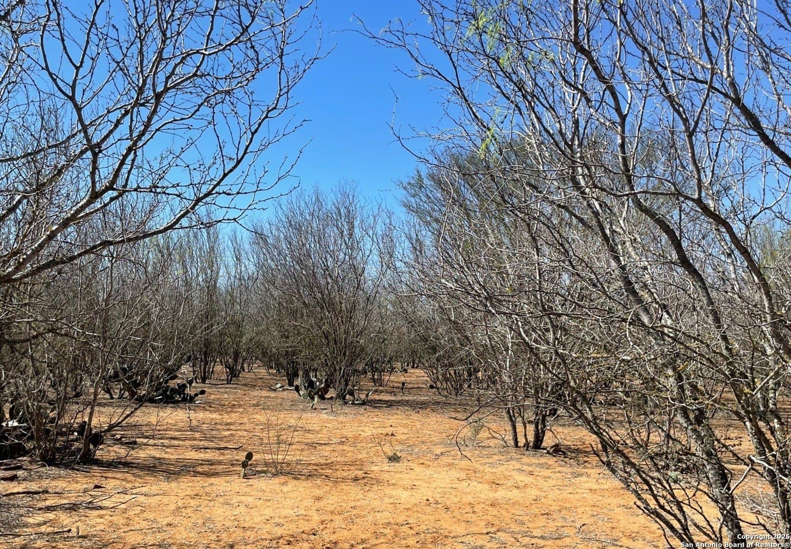 14.76 acres in Atascosa County featured view