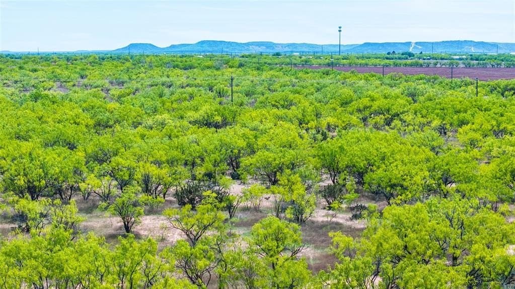 20 acres in Taylor County gallery image 2