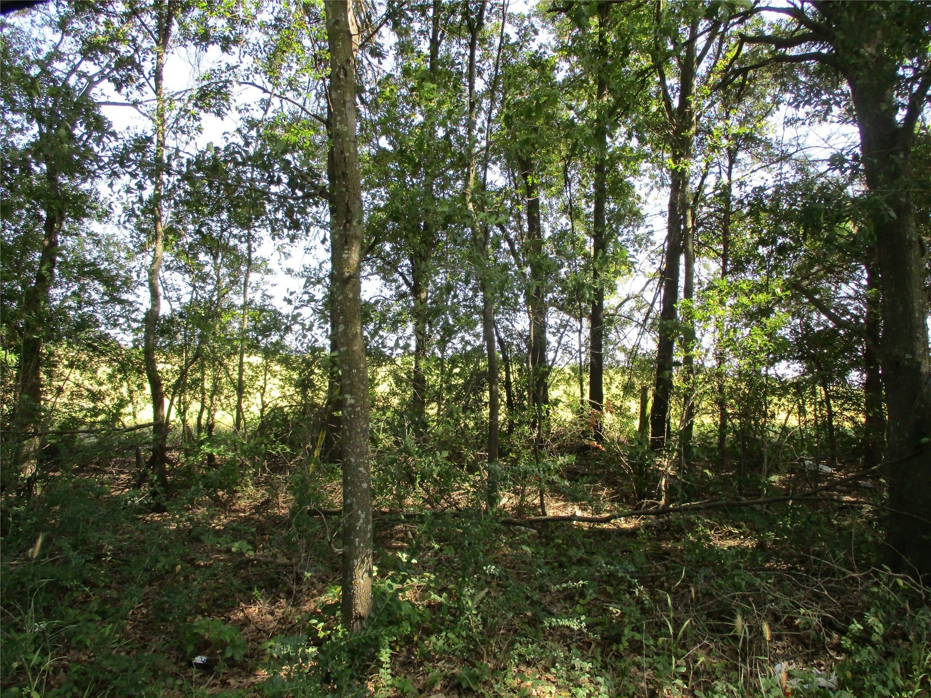 159 acres in Rains County - photo 20
