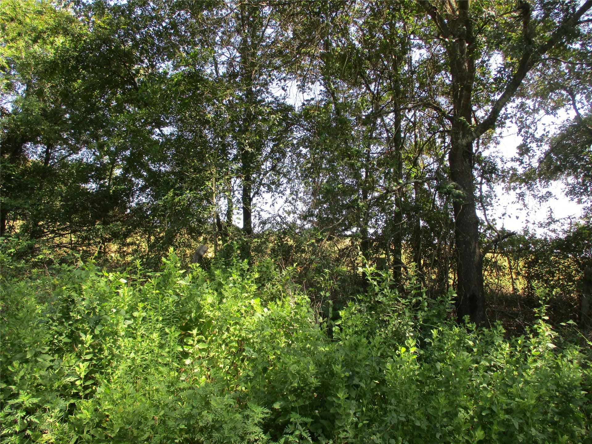 159 acres in Rains County - photo 21