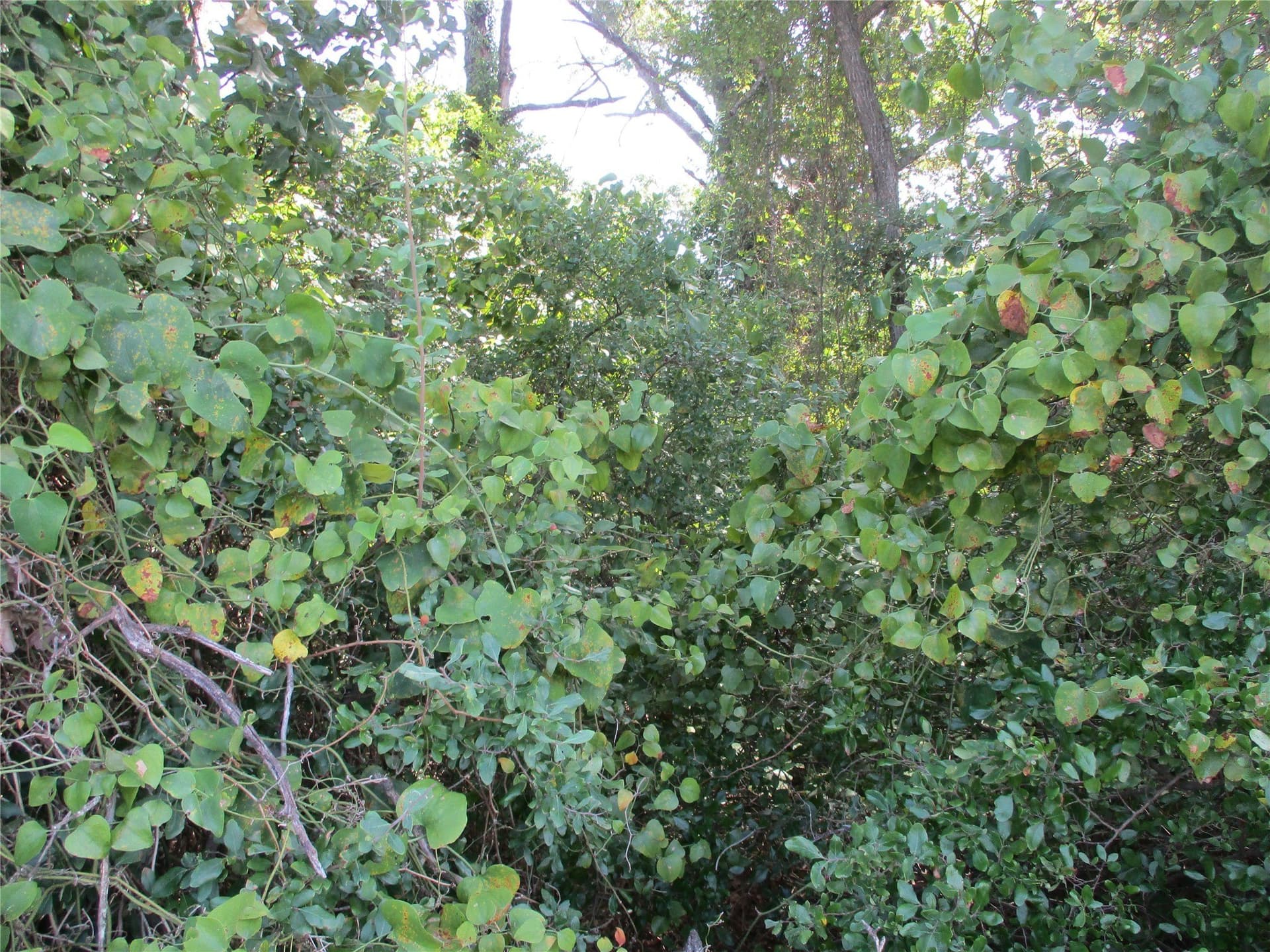 159 acres in Rains County - photo 16