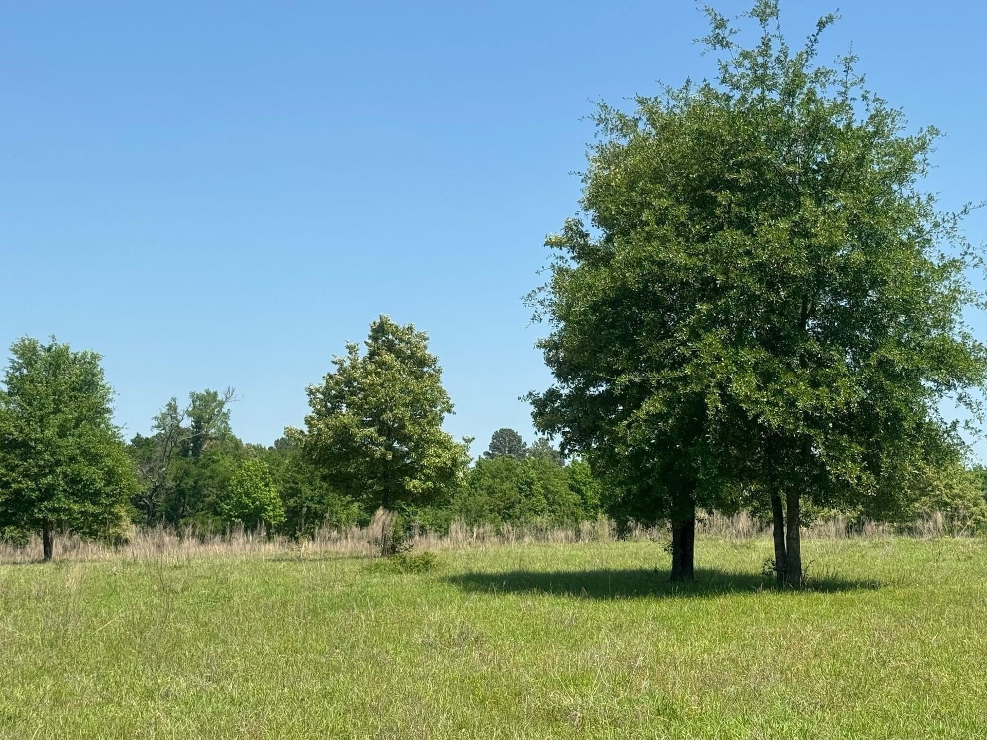 55.8 acres in Anderson County - photo 5