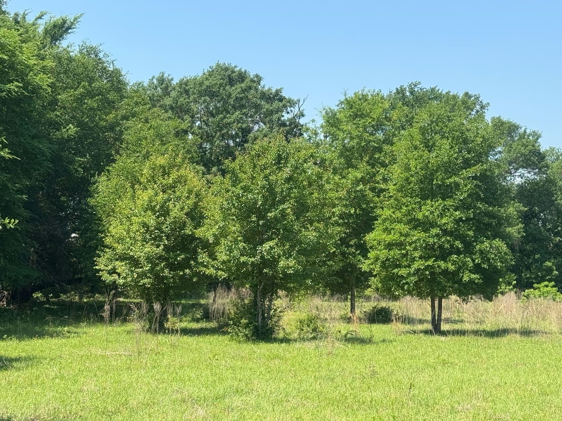 55.8 acres in Anderson County - photo 3