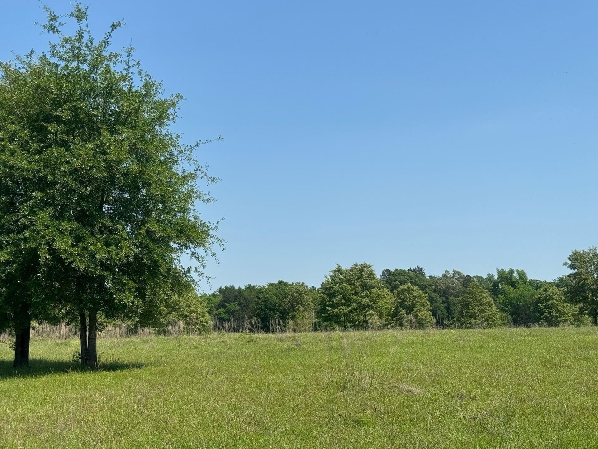 55.8 acres in Anderson County - photo 6