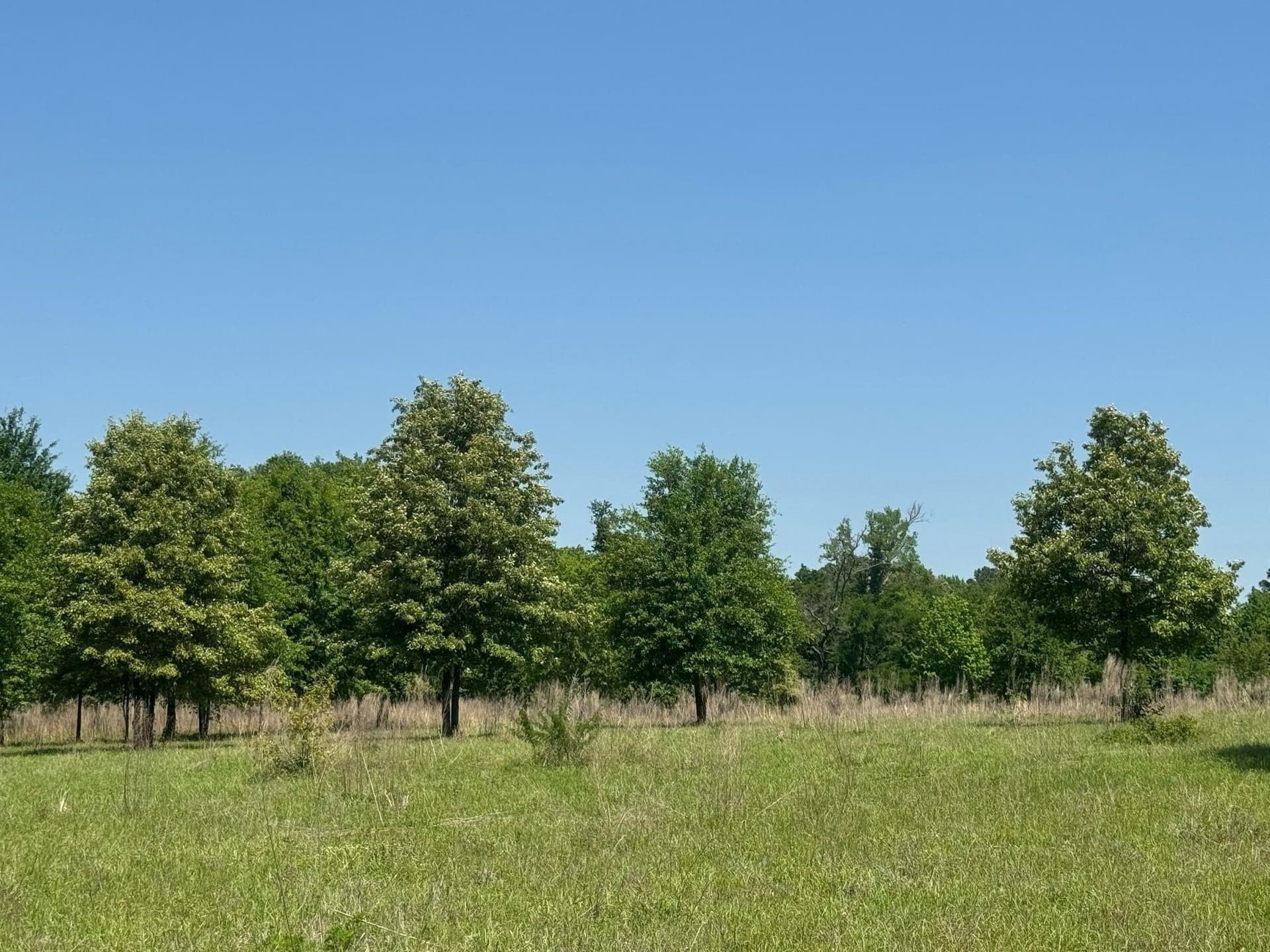 55.8 acres in Anderson County - photo 4