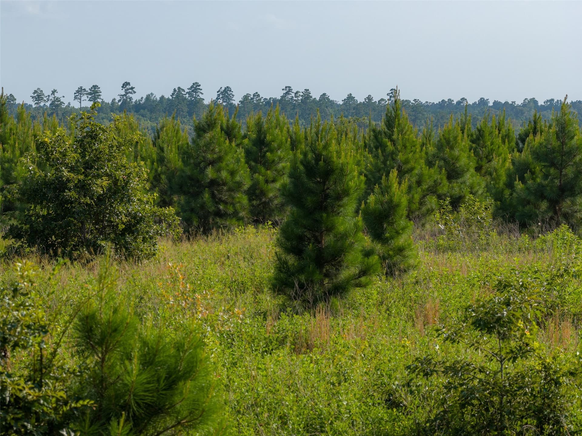 48.29 acres in Rusk County - photo 19