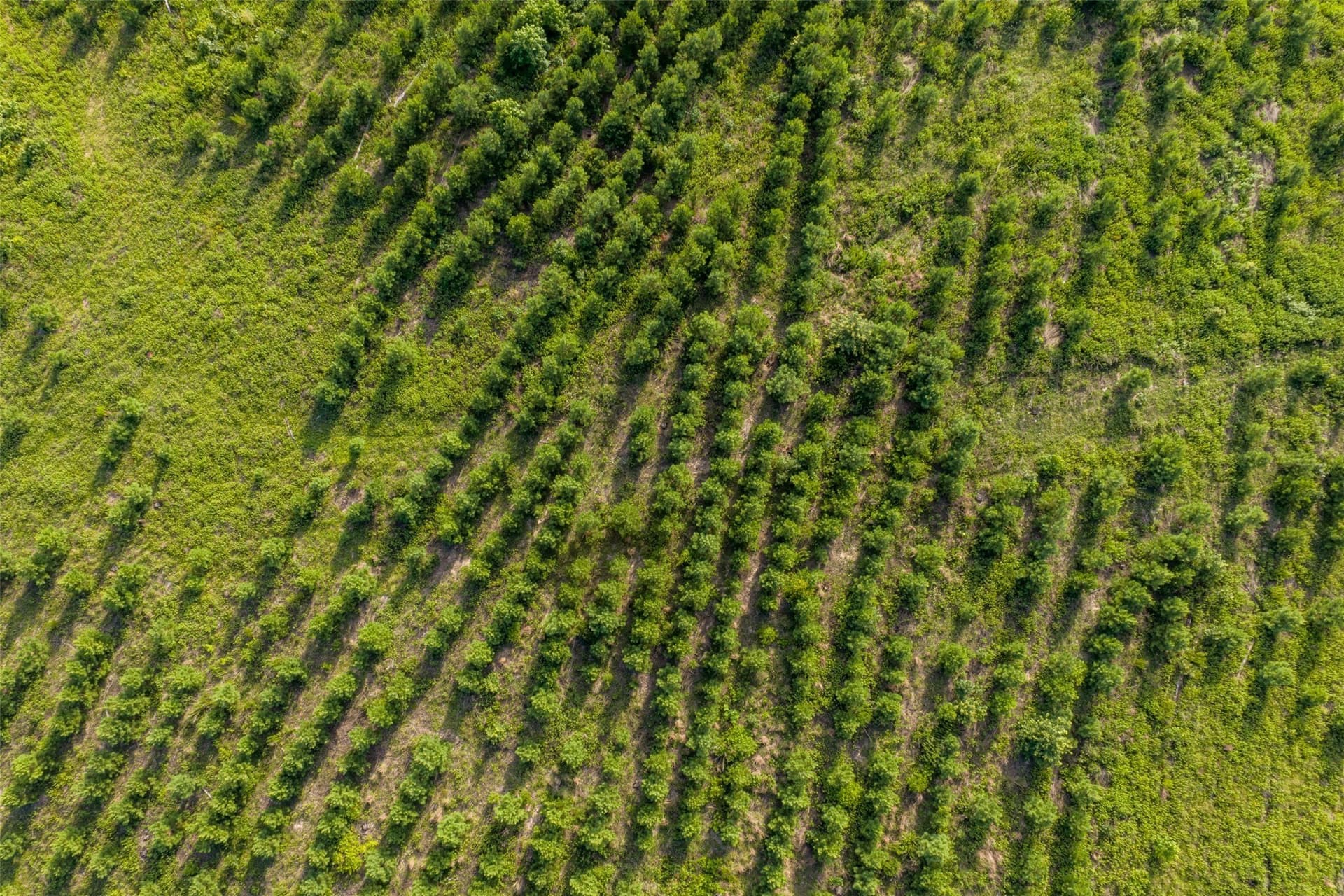 48.29 acres in Rusk County - photo 10