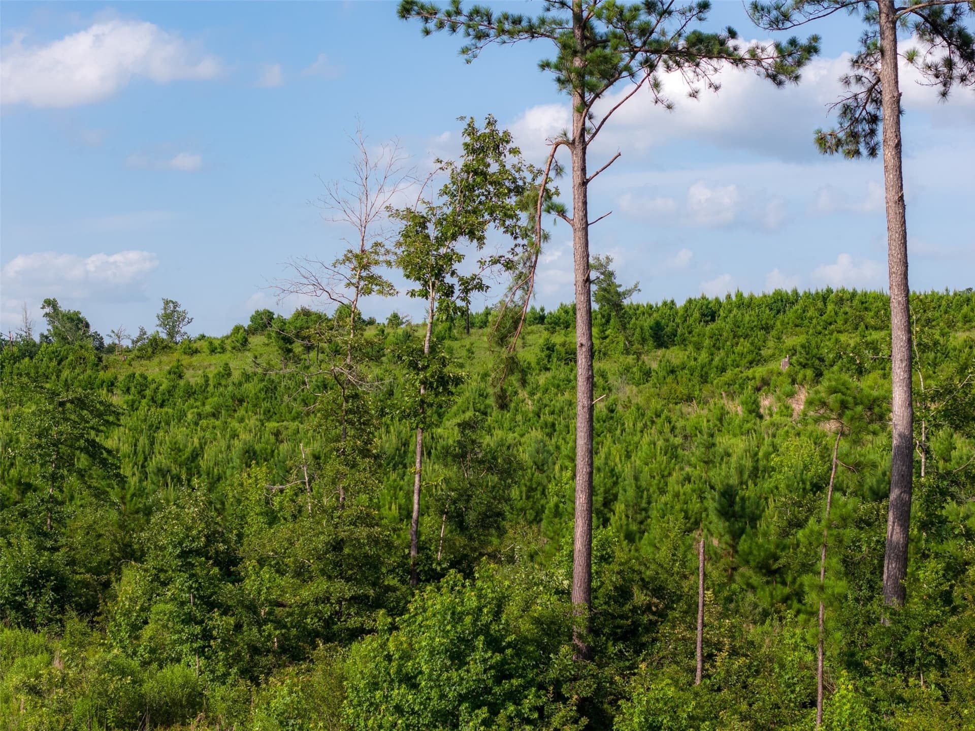 48.29 acres in Rusk County - photo 11