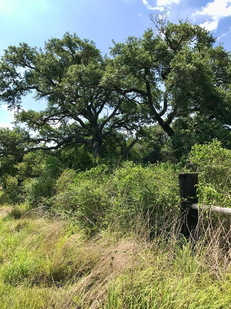 21.3 acres in Texas County - photo 6
