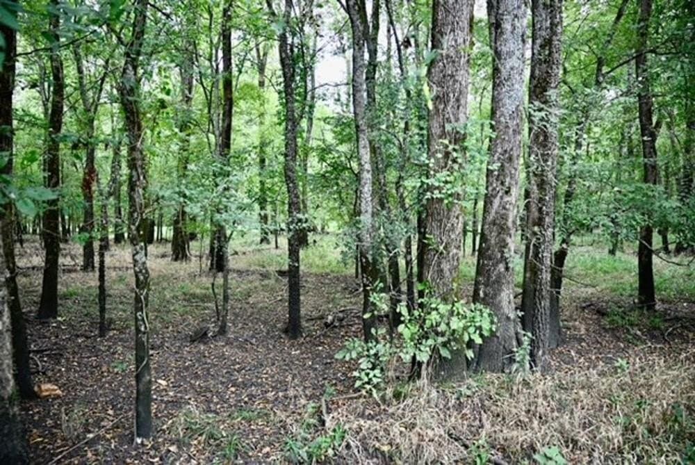 223 acres in Franklin (TX) County featured view