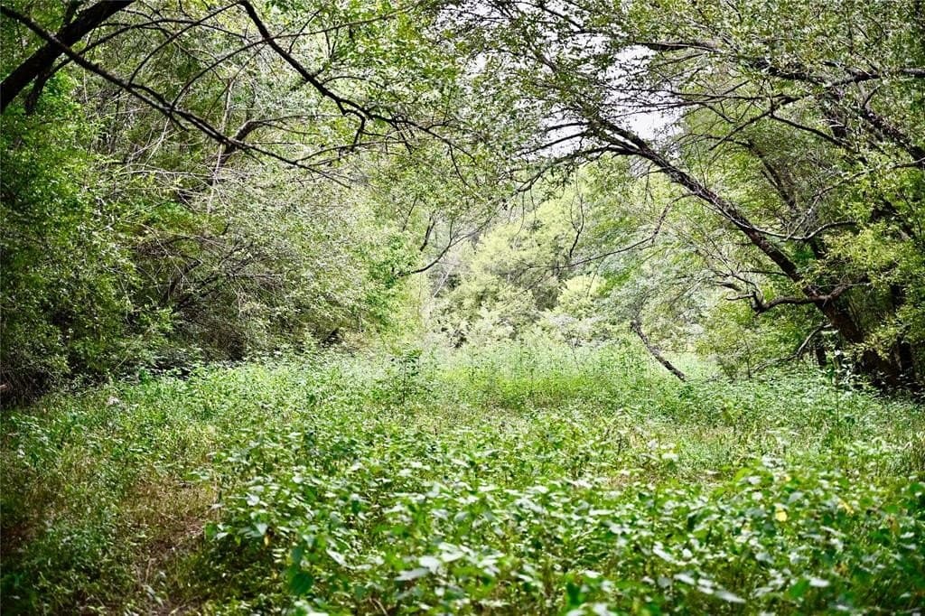 223 acres in Franklin (TX) County gallery image 3