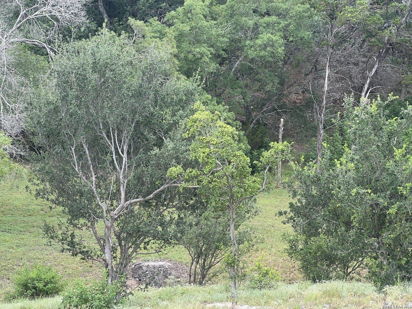 0.69 acres in Comal County gallery image 2