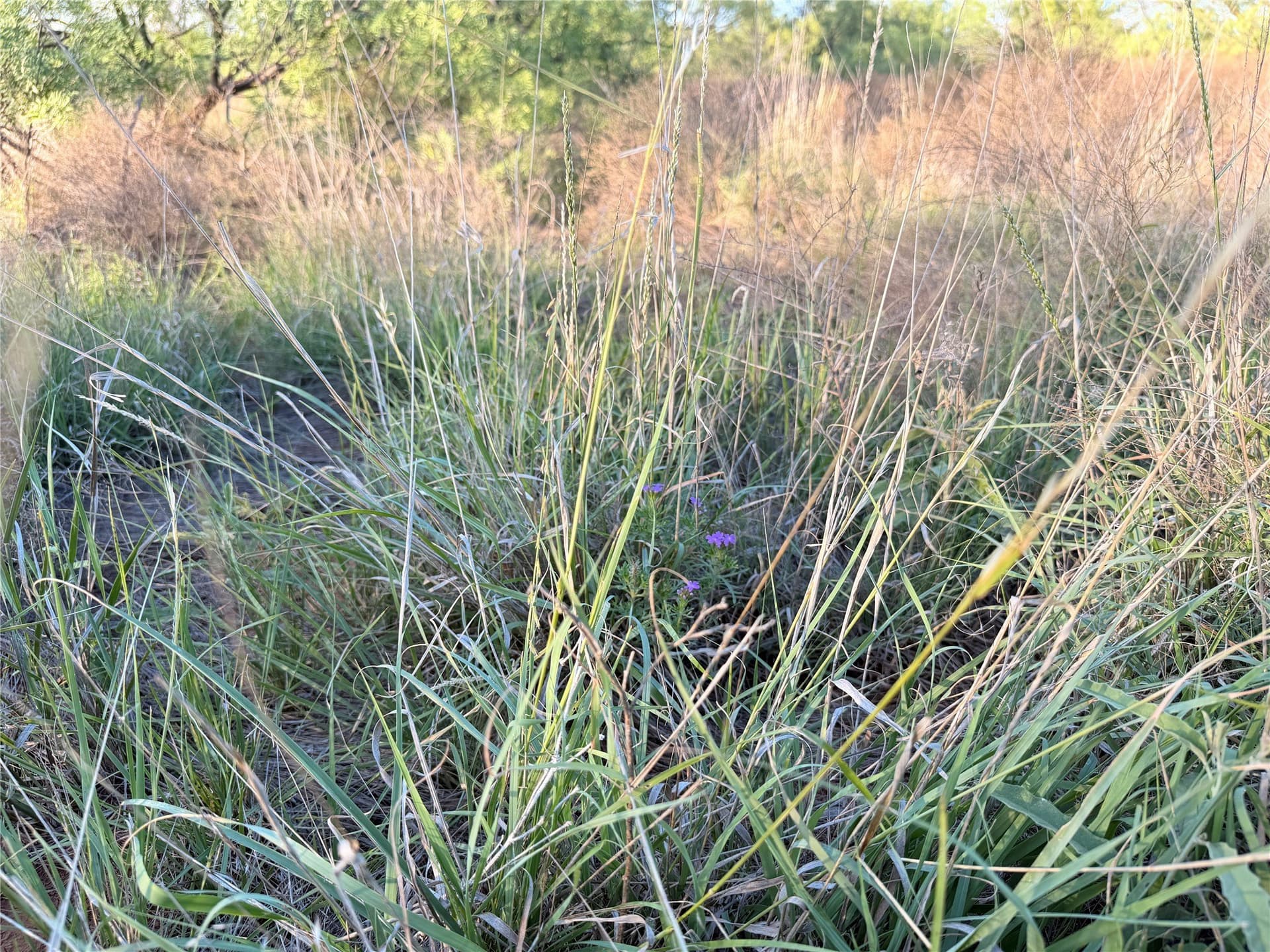 320 acres in Hardeman County - photo 14