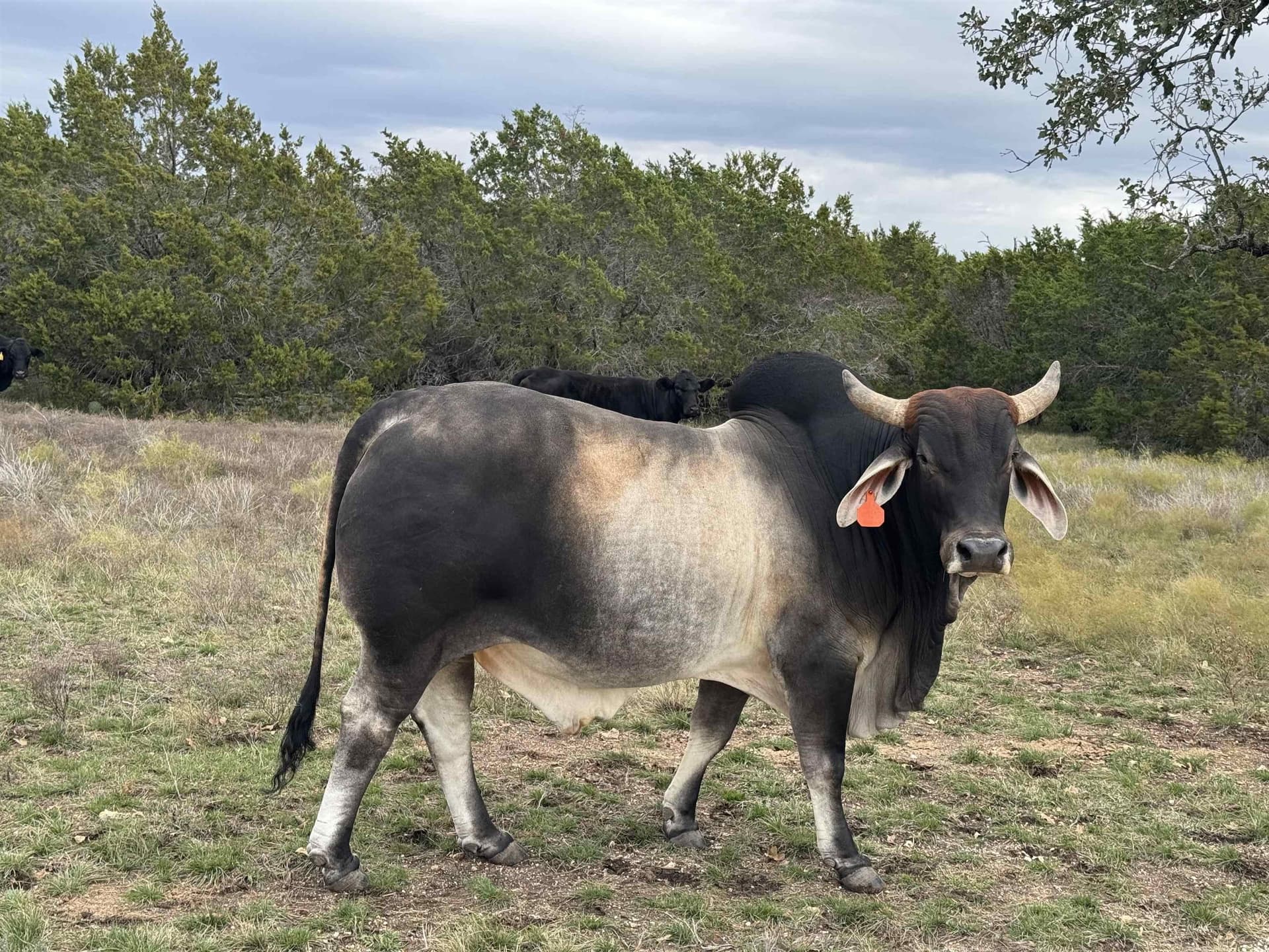 10.25 acres in Burnet County - photo 6
