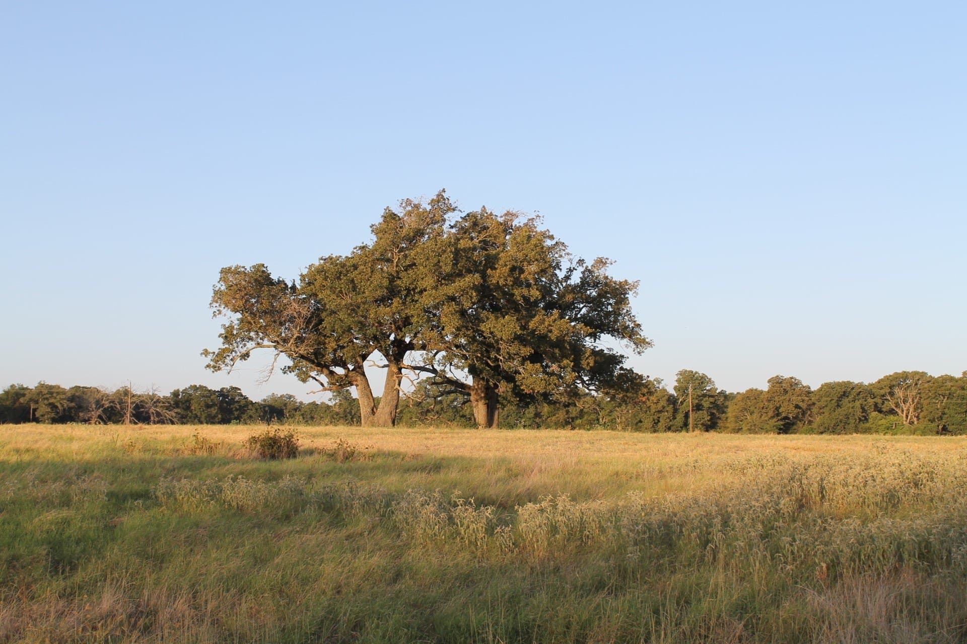 227 acres in Hopkins County - photo 16