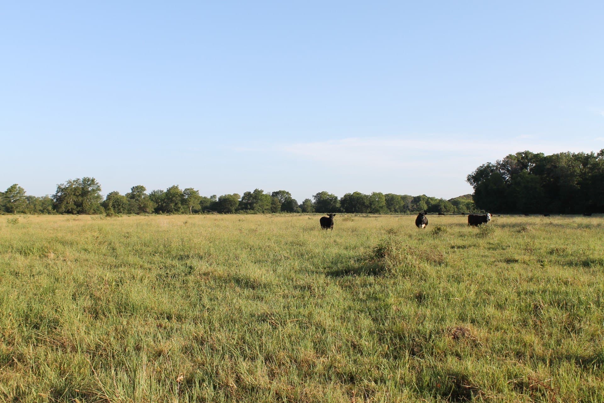 227 acres in Hopkins County - photo 19