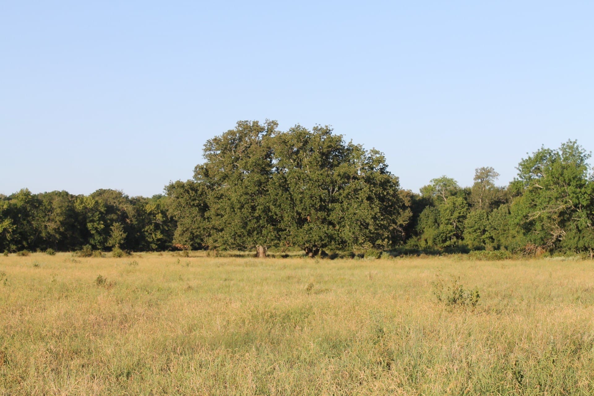 227 acres in Hopkins County - photo 17