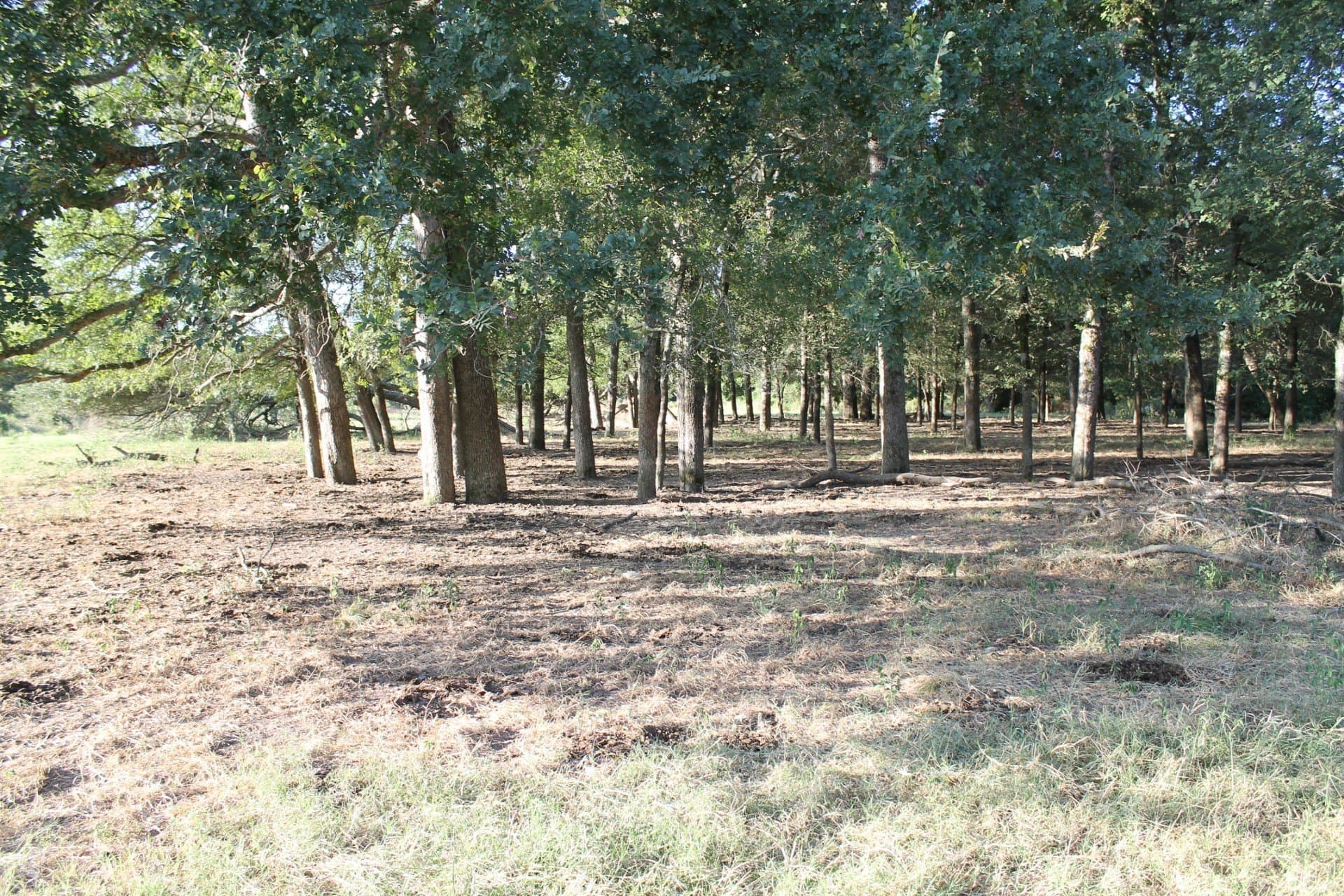 227 acres in Hopkins County - photo 22