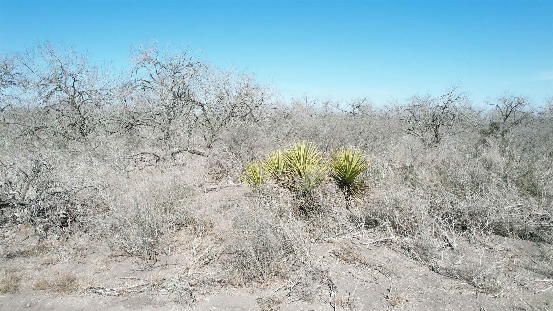10.01 acres in Live Oak County - photo 14