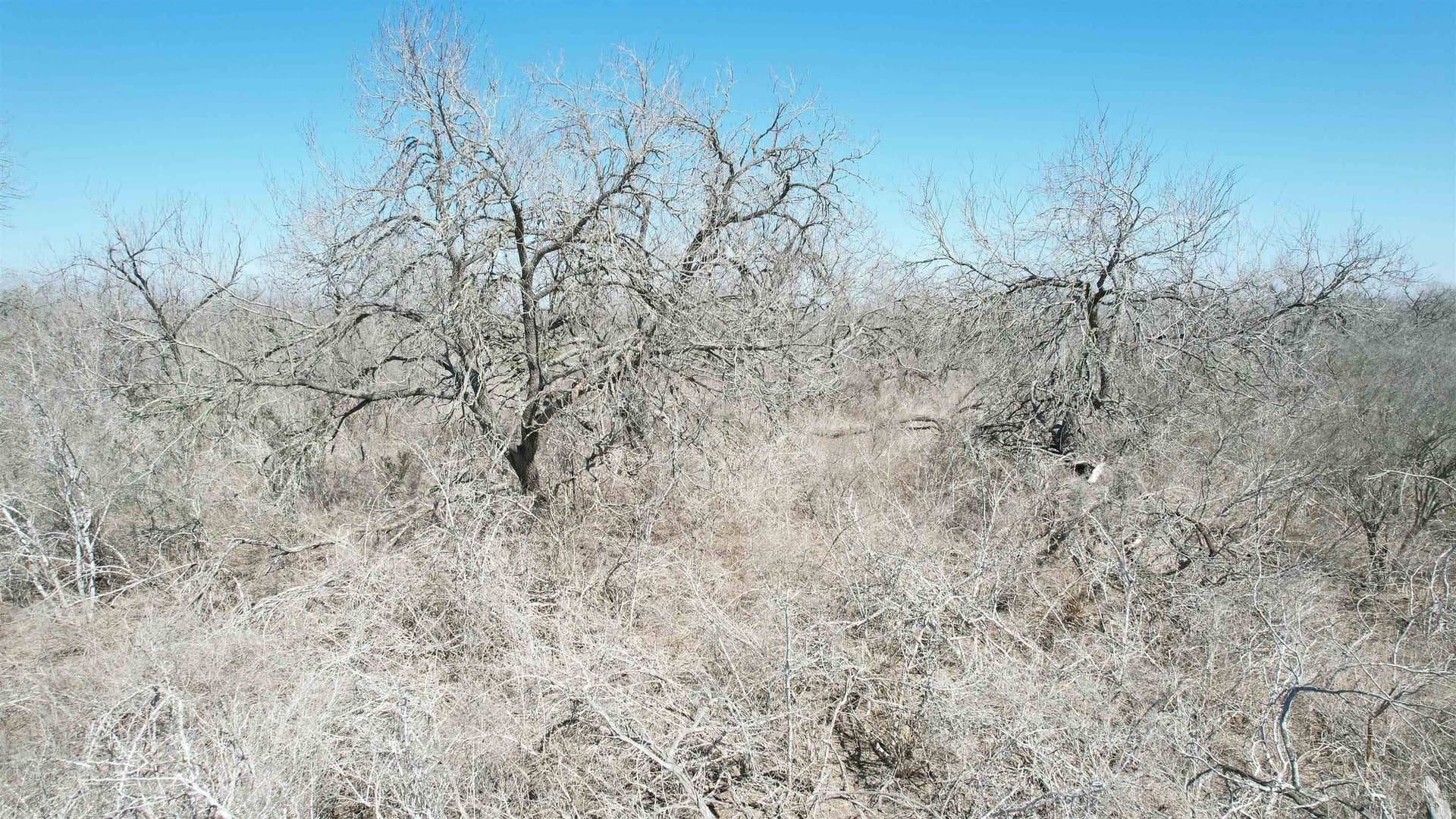 10.01 acres in Live Oak County - photo 15