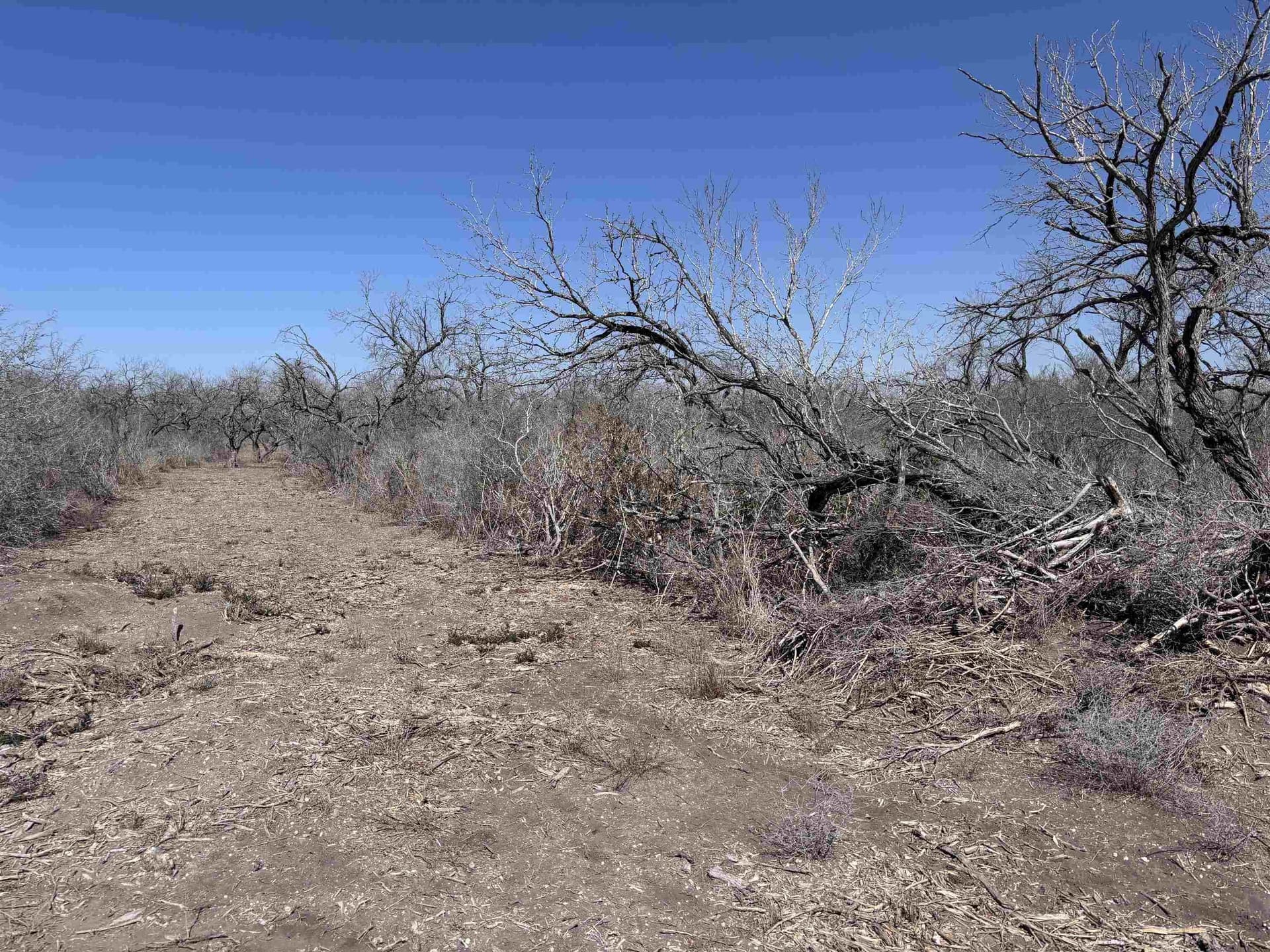 10.01 acres in Live Oak County - photo 3