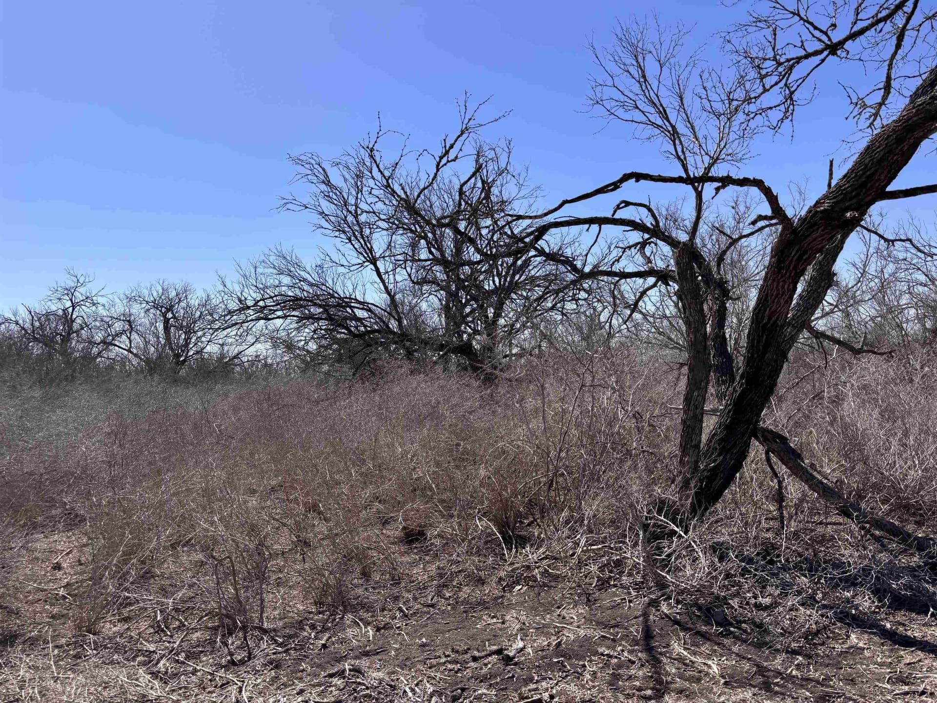 10.01 acres in Live Oak County - photo 11