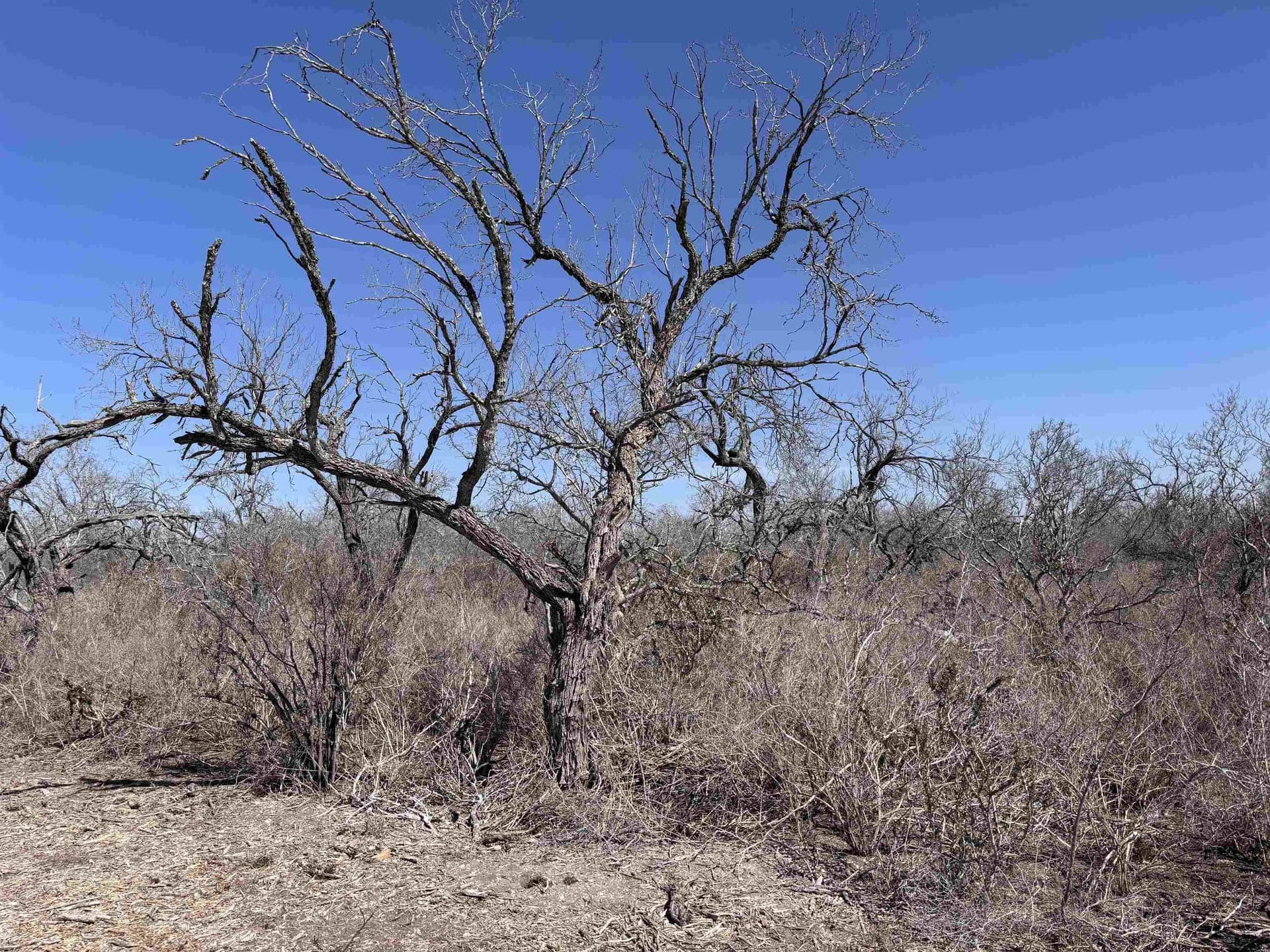 10.01 acres in Live Oak County - photo 7